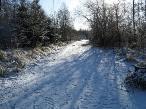 Snow_covered_track_in_to_the_woods_-_geograph_org_uk_-_1131255